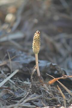 つくし　2012年4月