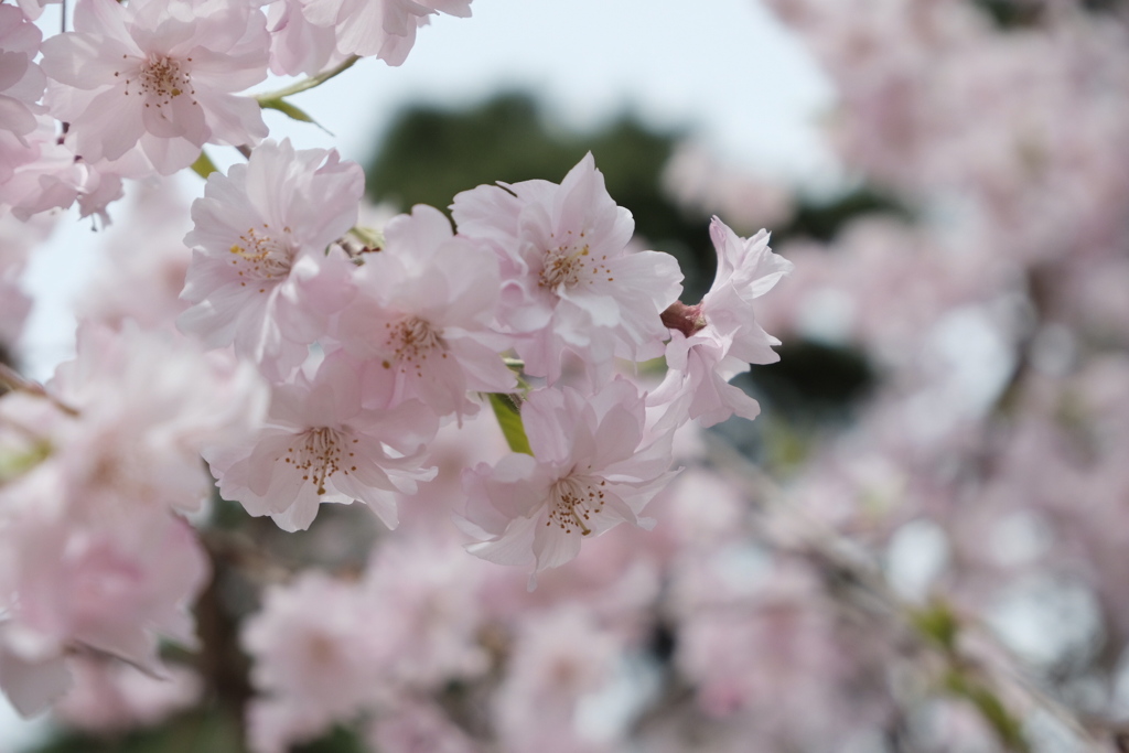 桜