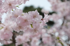 桜
