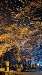 夜桜　古戦場公園