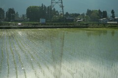 安曇野の田んぼ　2008年5月