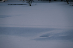 雪原