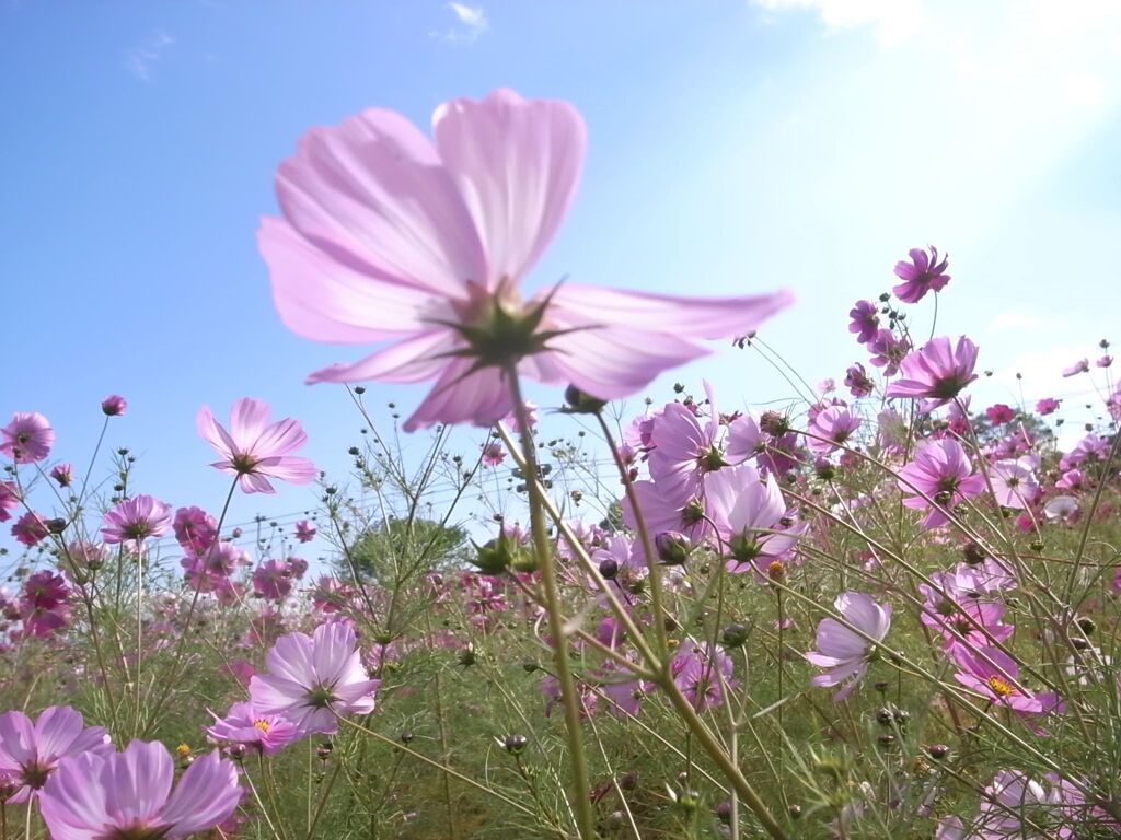再びのコスモス　2014/9