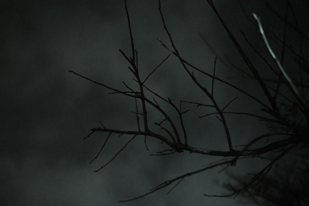 モチモチの木？！