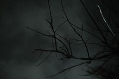 モチモチの木?!