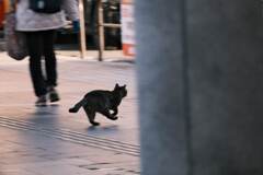 通り過ぎるねこ。なんかコミカル