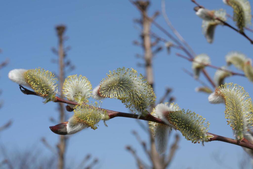 彦根城の周りでパシャリ　2007年春先
