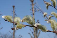 彦根城の周りでパシャリ　2007年春先