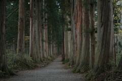 戸隠神社奥社の杉並木　2006/10