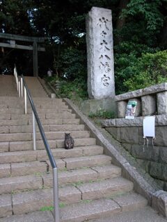 代々木八幡のねこ　2008/10