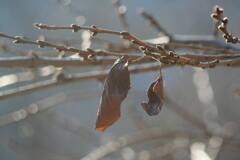 秋から冬に向かう実感　2006/12