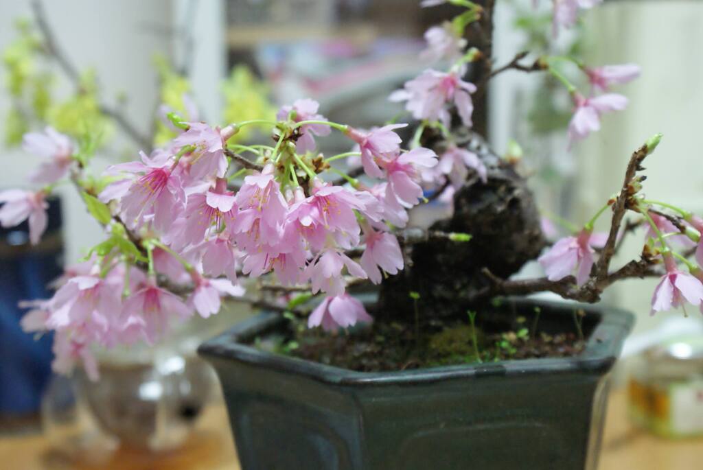 鉢植えの桜　2010年