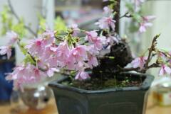 鉢植えの桜　2010年