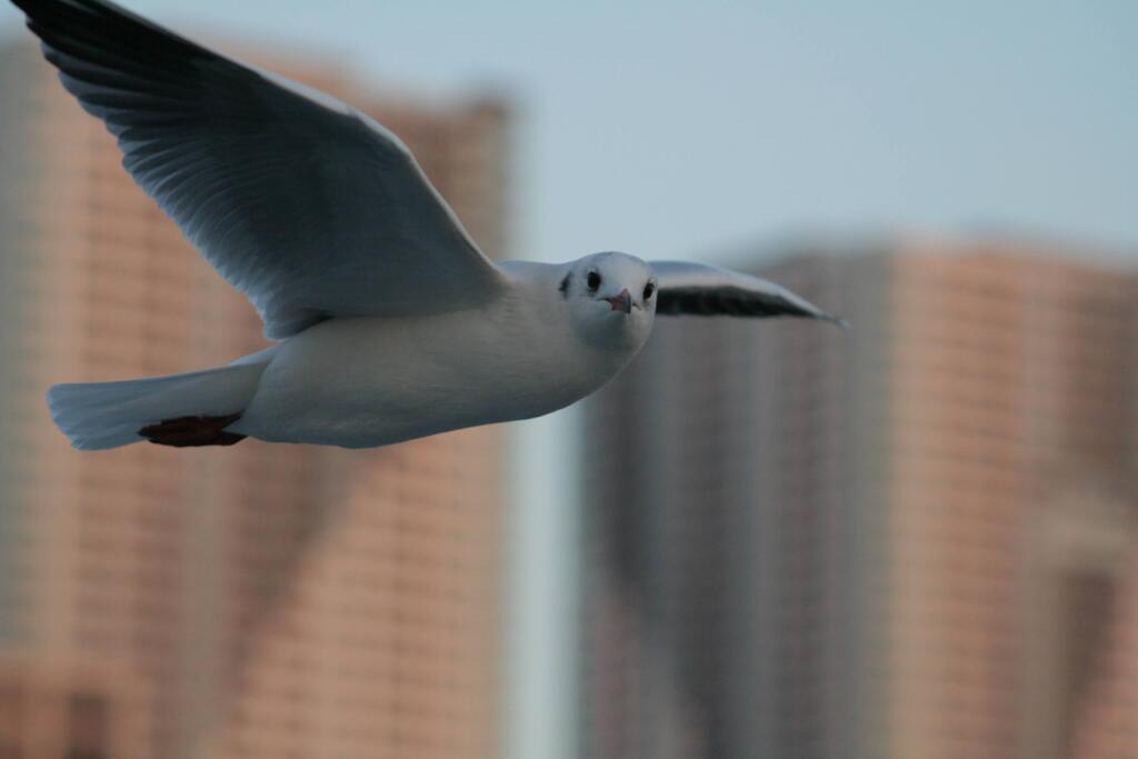 レンズを向けると私ですか？2008年お台場　この子がゆりかもめらしい。