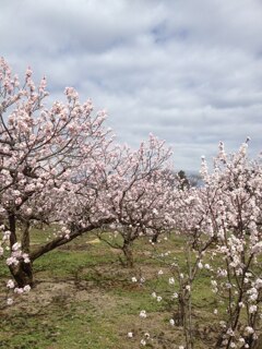 あんずの花　2015年蔵出し