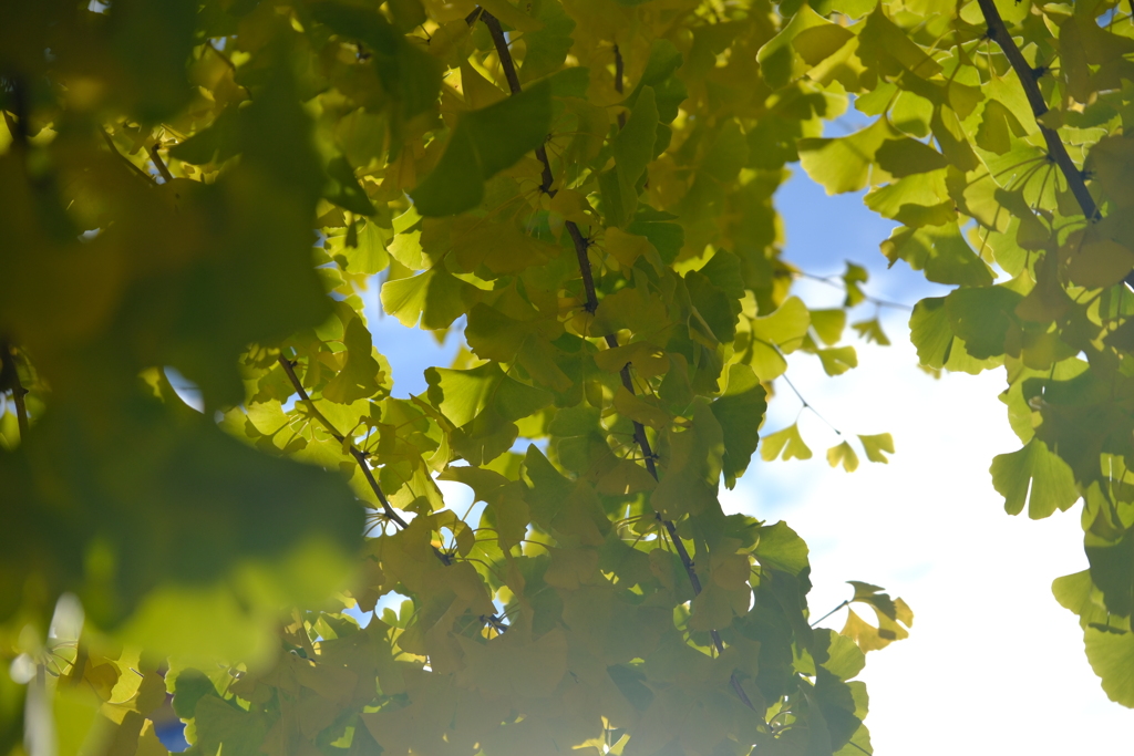 須坂市街なかの紅葉3