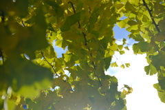 須坂市街なかの紅葉3