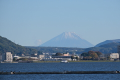 冠雪した富士山を諏訪湖から昼間