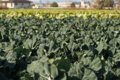 ブロッコリー畑