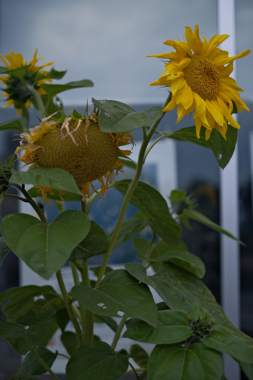 夏の日々の名残り感