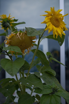 夏の日々の名残り感