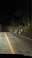 シカとの遭遇　大石公園に行くまでに…