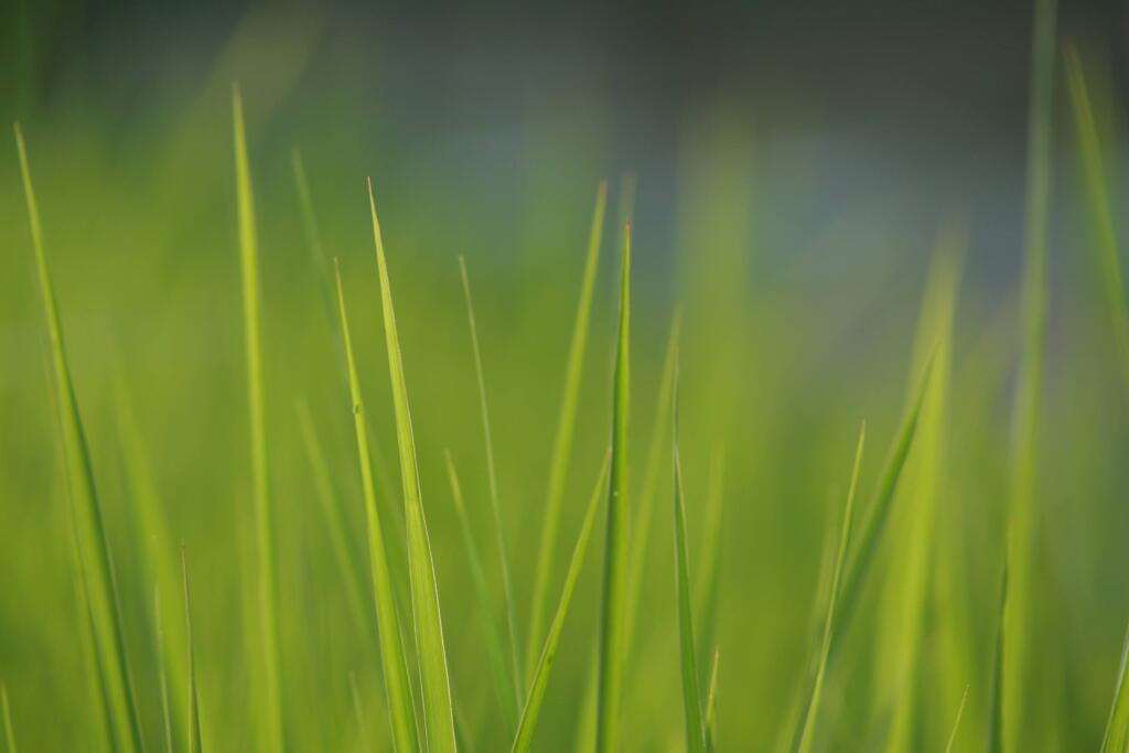 葉っぱ　2007/9