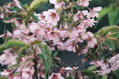 週末暖かくそこにある春を感じてました。葉桜は少し先取りな気もしますが。