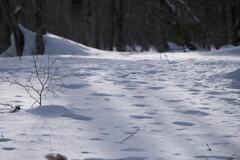 雪の戸隠散歩　2025/1