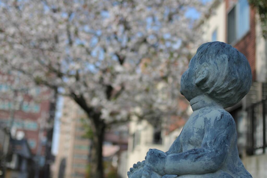 桜の頃　2010年。