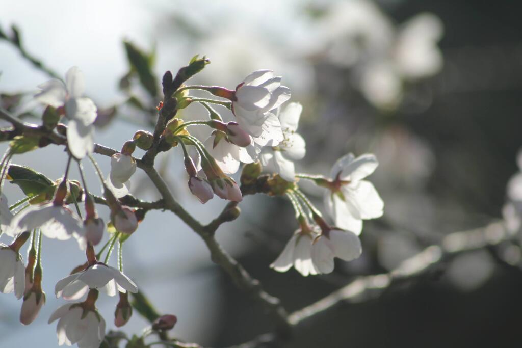 さくら　2012年4月