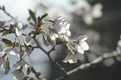 さくら　2012年4月