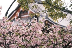 浅草寺のさくら