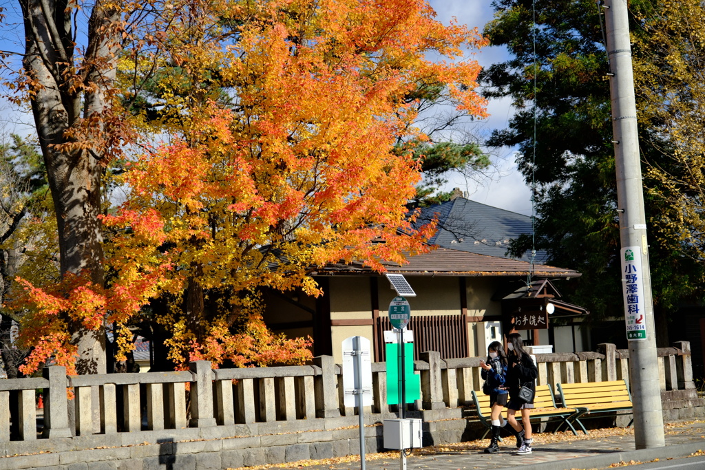 須坂市街なかの紅葉2
