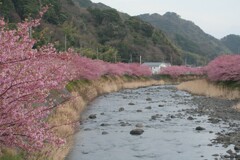 河津桜　陽の光が足りないなぁ。2011年