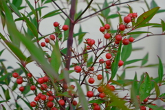 植えてないが生えてきた。