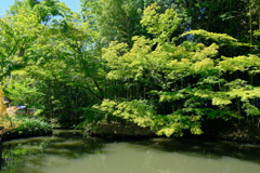 象山神社の池