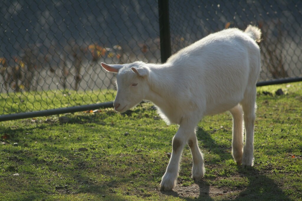 キティーパークにいたやぎ　2006/12