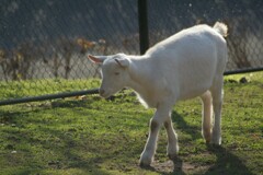 キティーパークにいたやぎ　2006/12