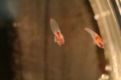 鳥羽水族館で出会いました4 2006/9