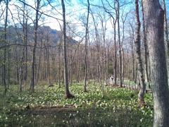戸隠水芭蕉　2012年5月