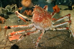 鳥羽水族館で出会いました2 2006/9