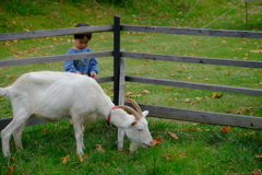 やぎさんがいました。