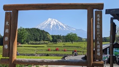 大淵笹場で富士山