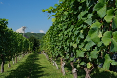 サンクゼールのぶどう畑