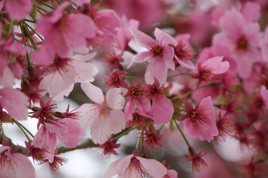 松山城の桜　赤、ピンク