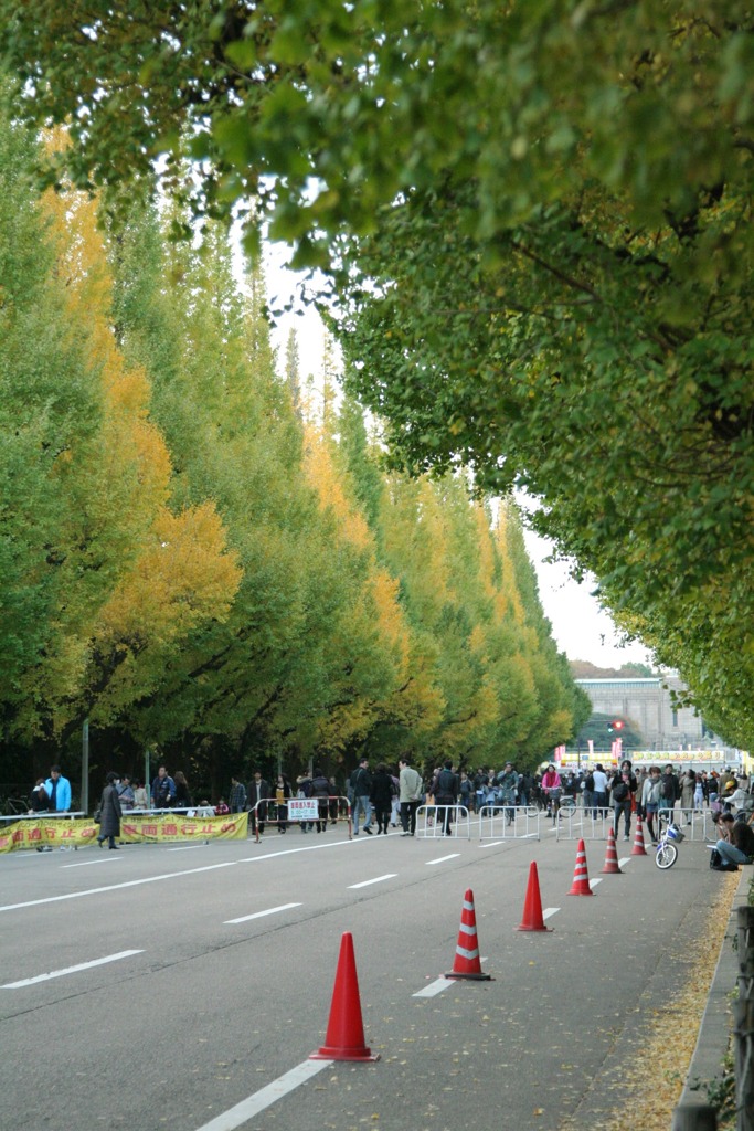 明治神宮外苑イチョウ並木　2009/11