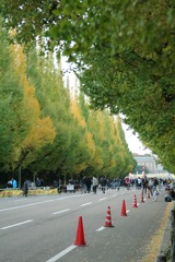 明治神宮外苑イチョウ並木　2009/11
