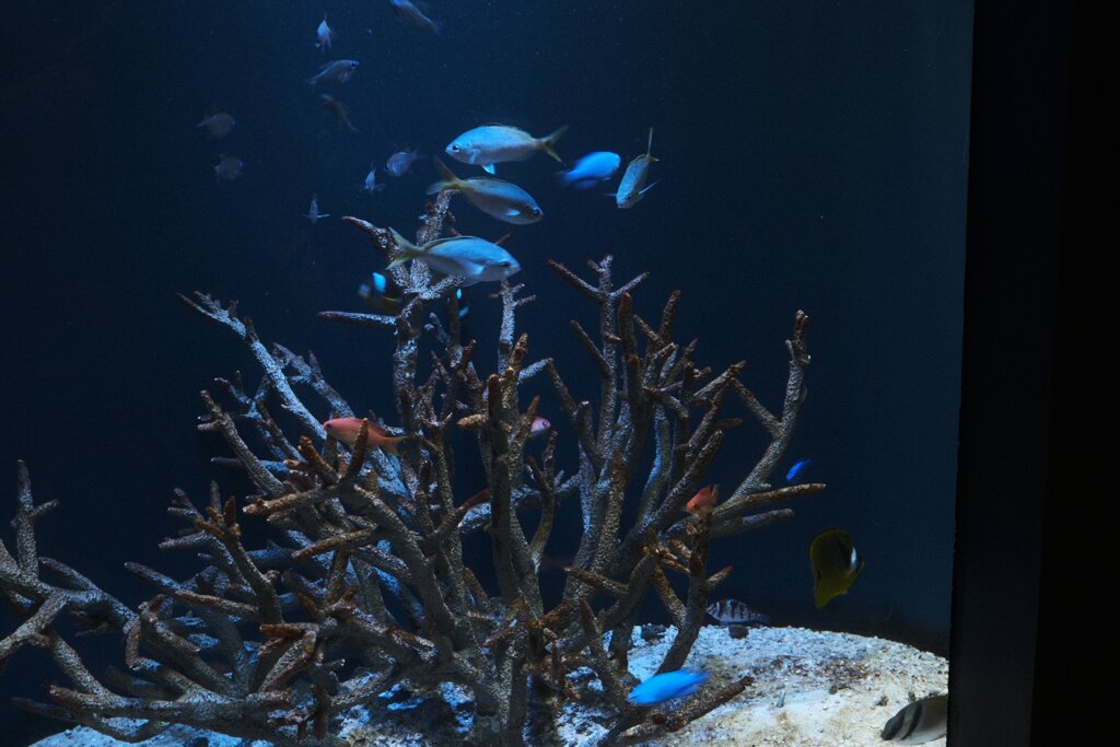 上越水族館うみがたり1