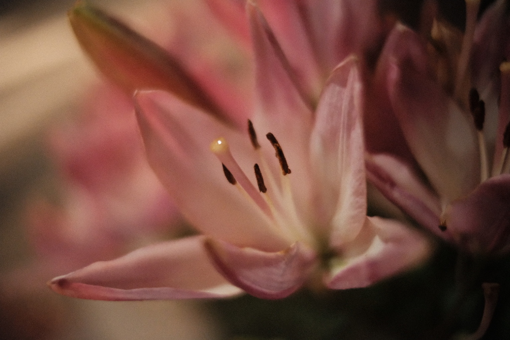 散歩で見つけた花スナップ2